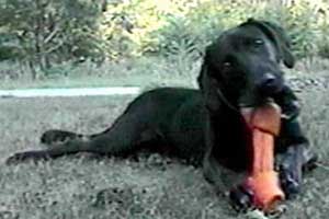 Radar with a rawhide bone
