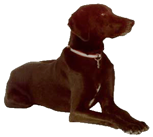 Radar on sentry duty